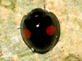 Chilocorus renipustulatus